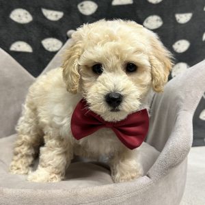 Male Bichapoo (Bichon x Poodle) Born: 4/22/25 $1599.99 USDA# 85-A-077