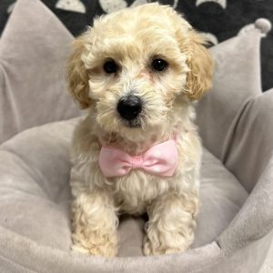 Male Bichapoo (Bichon x Poodle) Born: 4/22/25 $1499.99 USDA# 85-A-077