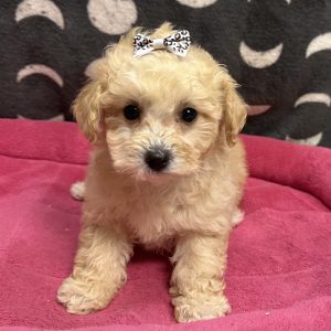 Female Bichapoo (Bichon x Poodle) Born: 4/22/25 $1699.99 USDA# 85-A-077