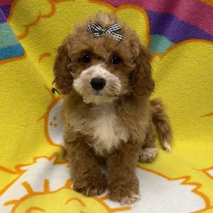 Female Maltipoo x Poodle (Maltese x Poodle) Born: 6/7/26 $1799.99 USDA# 48-A-0366