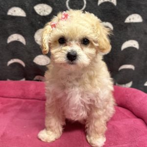Female Bichapoo (Bichon x Poodle) Born: 4/22/25 $1699.99 USDA# 85-A-077