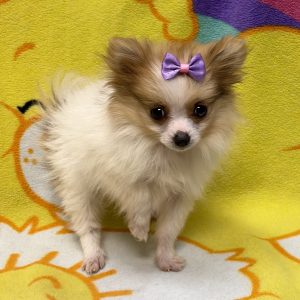 Female Pomeranian Born: 5/19/26 $2799.99 USDA# 48-A-0366