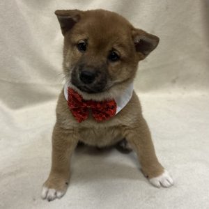 Male Shiba Inu Born: 1/1/26 $2099.99 USDA# 47-B-0126