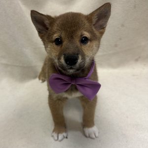 Male Shiba Inu Born: 1/1/26 $2099.99 USDA# 47-B-0126