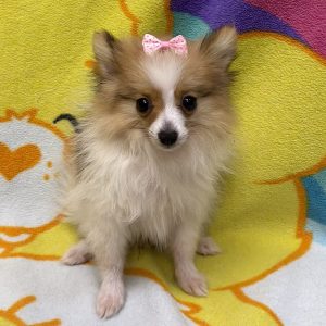 Female Pomeranian Born: 5/19/26 $2699.99 USDA# 48-A-0366