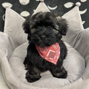 Male Havawheat (Havanese x Wheaton Terrier) Born: 4/18/25 $1699.99 USDA# 47-B-0126