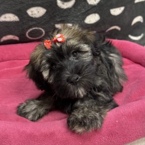 Female Havawheat (Havanese x Wheaton Terrier) Born: 4/18/25 $1699.99 USDA# 47-B-0126