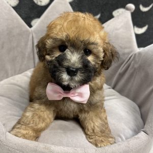 Male Whoodle (Wheaton Terrier x Poodle) Born: 4/27/25 $1899.99 USDA# 47-B-0126