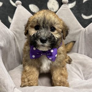 Male Whoodle (Wheaton Terrier x Poodle) Born: 4/27/25 $1899.99 USDA# 47-B-0126