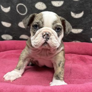 Female English Bulldog Born: 4/27/25 $4299.99 USDA# 47-B-0126