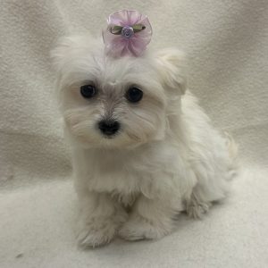 Female Havamalt (Havanese x Maltese) Born: 12/26/25 $2199.99 USDA# 47-B-0126