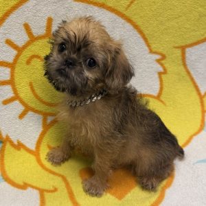 Male Brussels Griffon  Born 4/4/26  $1999.99  USDA# 48-A-2193