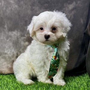 Male Maltipoo (Maltese x Poodle)  Born: 4/24/26  SALE! Originally: $1699.99 - $100 Now: $1599.99!  USDA# 47-B-0126