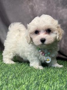 Female Maltipoo (Maltese x Poodle)  Born: 4/24/26  SALE! Originally: $1799.99 - $100 Now: $1699.99!  USDA# 47-B-0126