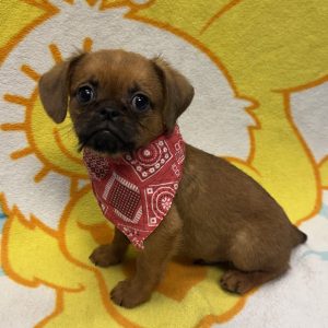 Male Brussels Griffon  Born 4/4/26  $1899.99  USDA# 48-A-2193