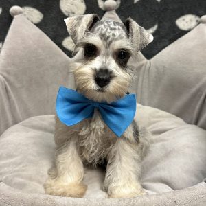 Male Mini Schnauzer Born: 4/21/25 $1999.99 USDA# 47-B-0126