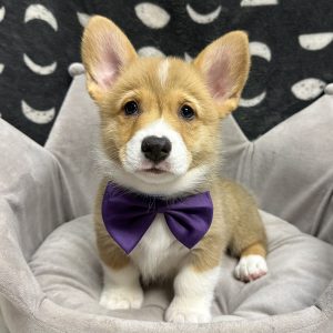 Male Corgi Born: 4/21/25 $2099.99 USDA# 47-B-0126