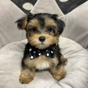 Male Morkie (Maltese x Yorkie) Born: 4/18/25 $2199.99 USDA# 47-B-0126