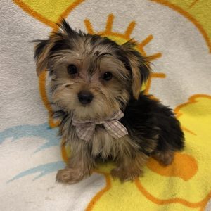 Male Yorkie x Morkie  Born 3/6/26  $2299.99  USDA# 48-A-2193