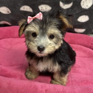 Female Morkie (Maltese x Yorkie) Born: 4/18/25 $2299.99