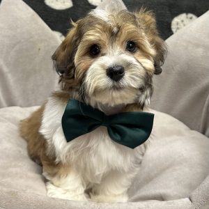 Male Yo-chon (Yorkie x Bichon) Born: 7/26/25 Originally $1799.99 Now $1499.99! USDA# 47-B-0126 