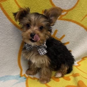 Male Yorkie x Morkie  Born 3/6/26  $2299.99  USDA# 48-A-2193