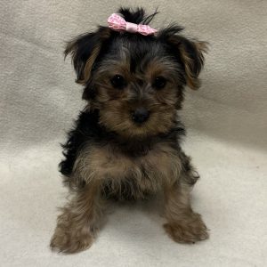 Female Yorkshire Terrier Born: 12/10/25 $2599.99 USDA# 47-B-0126