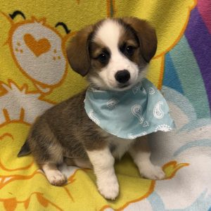 Male Auggie (Mini Aussie x Corgi)  Born 4/6/26  $1799.99  USDA# 48-A-0366