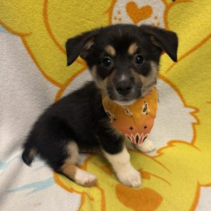 Male Auggie (Mini Aussie x Corgi)  Born 4/6/26  $1699.99  USDA# 48-A-0366