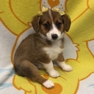 Female Auggie (Mini Aussie x Corgi)  Born 4/6/26  $1799.99  USDA# 48-A-0366