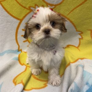 Female Shih Tzu  Born 3/30/26  $1799.99  USDA# 48-A-0366