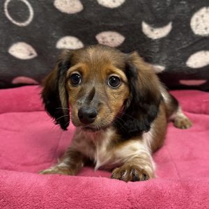 Female Dachshund Born: 4/17/25 $2599.99 USDA# 47-B-0126