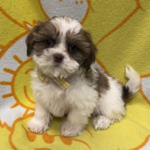 Male Shih Tzu  Born 3/30/26  $1799.99  USDA# 48-A-0366