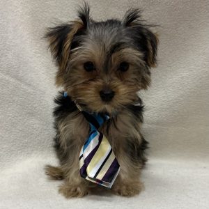 Male Yorkshire Terrier Born: 12/10/25 $2499.99 USDA# 73-A-1398
