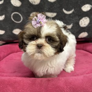 Female Shih Tzu Born: 4/23/25 $1799.99 USDA# 47-B-0126