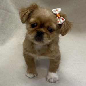 Female Pekingese Born: 12/27/25 $1799.99 USDA# 73-A-2831