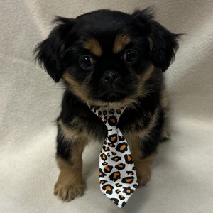 Male Pekingese  Born: 12/27/25 $1799.99 USDA# 73-A-2831