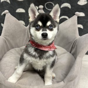 Male Alaskan Klee Kai Born: 4/10/25 $2099.99 USDA# 47-B-0117