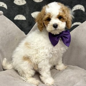 Male Maltipoo x Poodle (Maltese x Poodle) Born: 7/23/25 Originally $1699.99 Now $1199.99! USDA# 48-A-0366