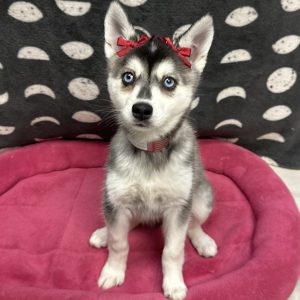 Female Alaskan Klee Kai Born: 4/10/25 $1999.99 USDA# 47-B-0117
