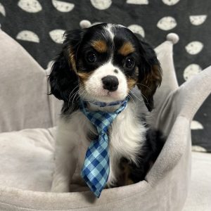 Male Cavalier  Born: 4/21/25 $2099.99 USDA# 47-B-0117