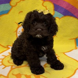 Female Cockapoo (Cocker Spaniel x Poodle) Born: 6/25/26 $1999.99 USDA# 47-B-0126