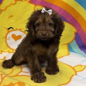 Female Cockapoo (Cocker Spaniel x Poodle) Born: 6/25/26 $1799.99 USDA$