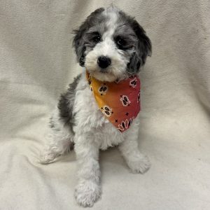 Male Poodle  Born: 1/4/25 $1899.99  USDA# 46-A-0270