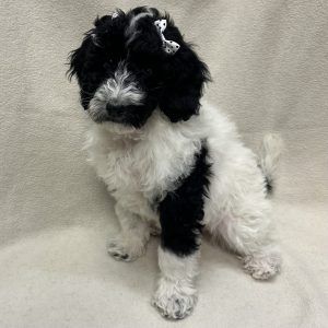 Female Poodle  Born: 1/4/25 $1899.99  USDA# 46-A-0270