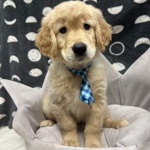 Male Golden Retriever Born: 5/1/25 $2299.99 USDA# 48-A-2193