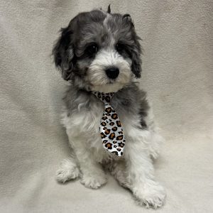 Male Poodle  Born: 1/4/25 $1999.99  USDA# 46-A-0270