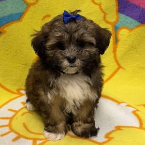 Female Pooshi (Poodle x Shih Tzu) Born: 6/28/26 $1899.99 USDA# 47-B-0126