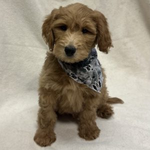 Male Mini Goldendoodle Born: 1/5/26 $2099.99  USDA# 46-A-0270