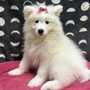 Female Samoyed Born: 4/17/25 $1899.99 USDA# 48-A-2193